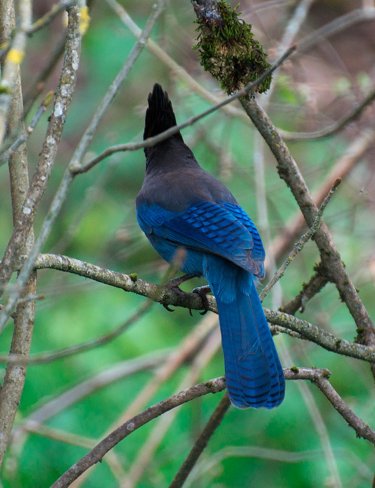 NW Bird Blog: Steller's Jay