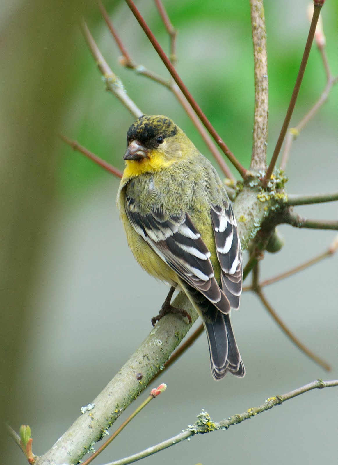 NW Bird Blog: Lesser Goldfinch