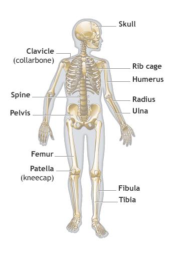 Health & Medicine: What Do Bones Do