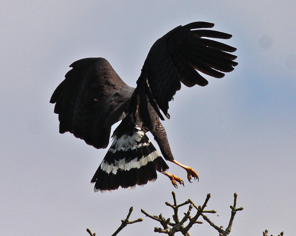 Veracruz Hawkwatch The magnificent Great Black Hawk Buteo urubitinga