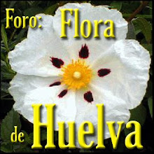 FORO: Flora de Huelva