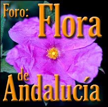 FORO: Flora de Andalucía