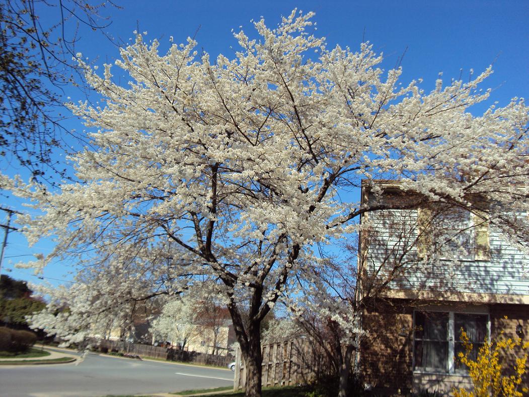 Sound of the Goings in Top of the Mulberry Trees CherryTree in Full
