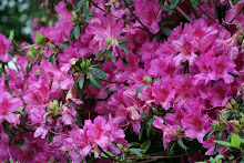 Azaleas...