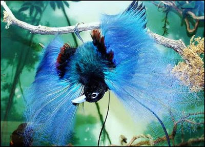 طائر الفردوس Blue-Bird-of-Paradis
