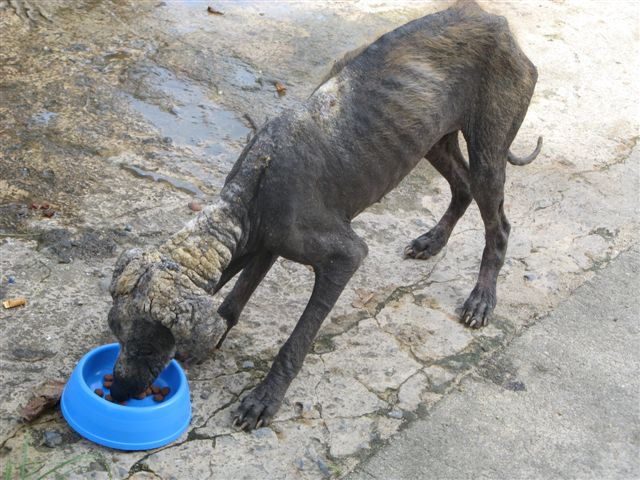 Dogs_014_%282%29.jpg