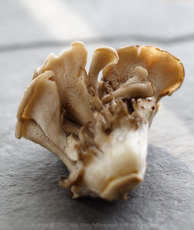 [maitake.jpg]