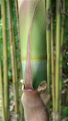 Bamboo Melocanna