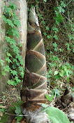 Chinese Thorn bamboo
