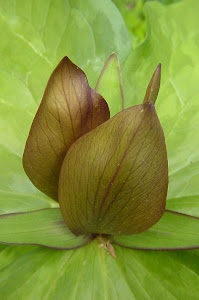 Trillium Floret, wildflower