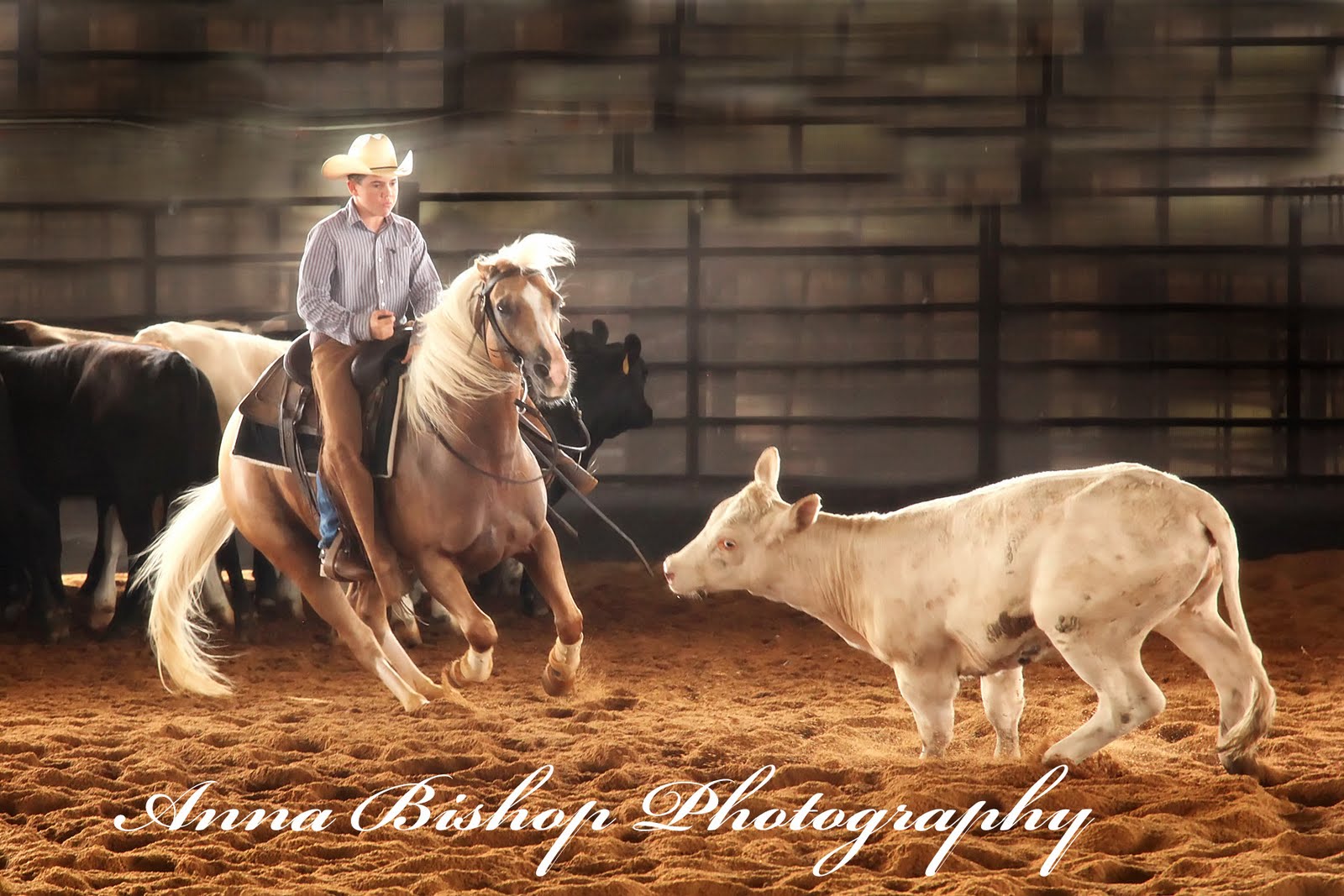 anna photography Heart Of Dixie Cutting Horse Association