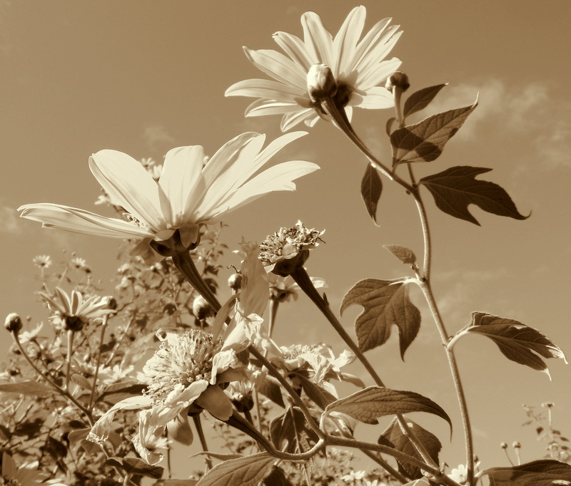 Kilauea Poetry Tangerine Sky