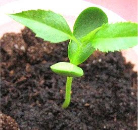 How to germinate apple seeds