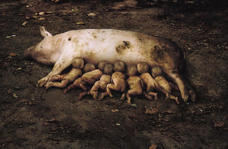 maman cochon