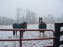 Meet The Ponies!