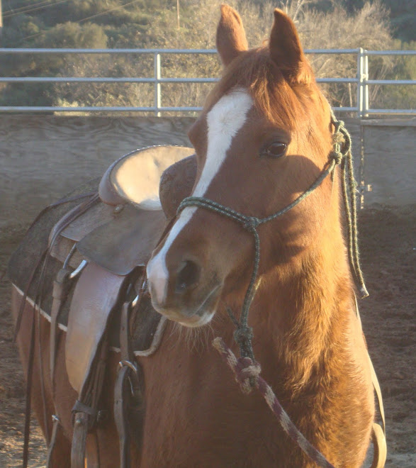 Sienna, 15 yr old Arabian Mare for Adoption