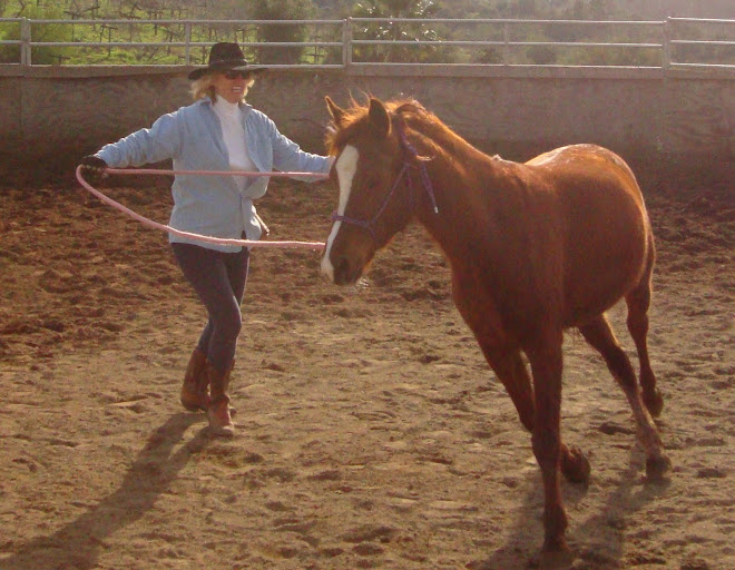 Peg Working Arabian mare Sienna