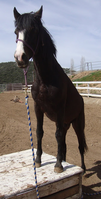 Sultan, "I am Superhorse, I can do anything!"