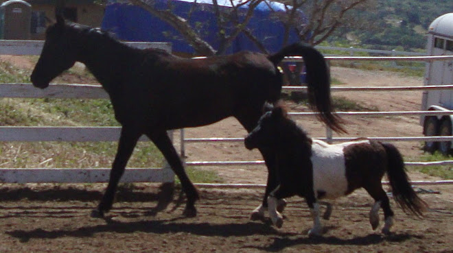 Jaguar and Zeus today