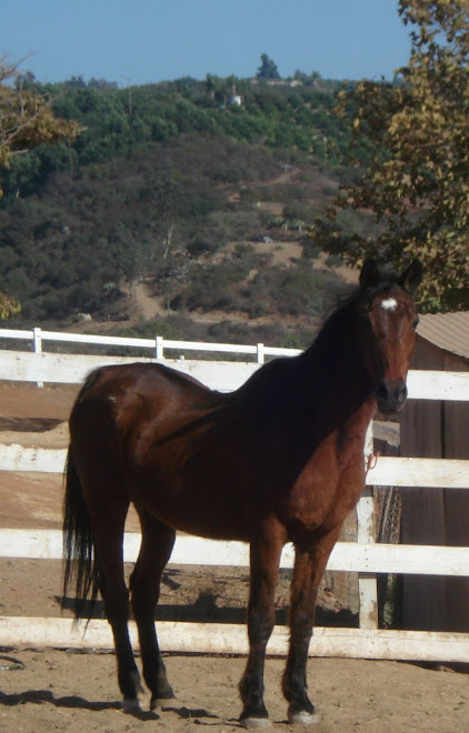 Harvey at FalconRidge