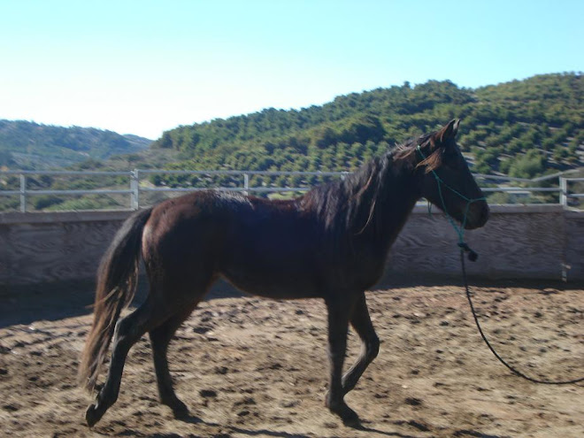 Ryder, 3 yr old Thoroughbred stallion rescued