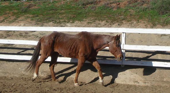 Flicker, abandoned in Bonsall