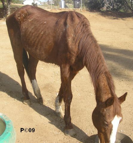 Abandoned at Night Horse in Homeland