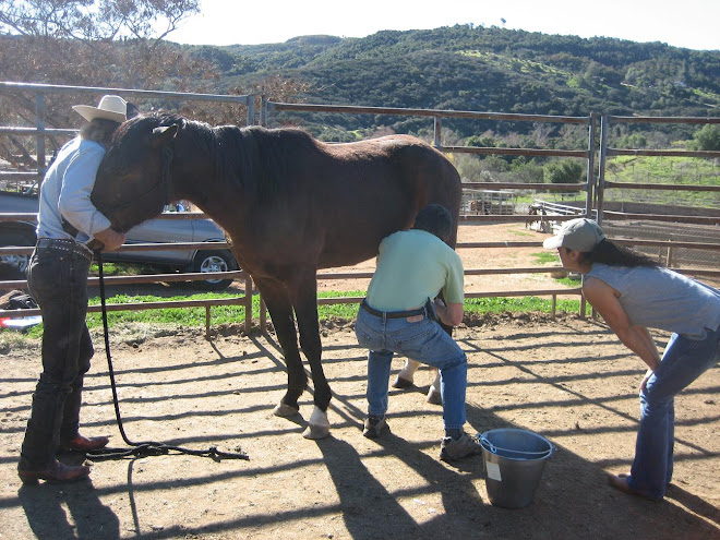 Dr. Cannon of San Luis Rey Equine with Chiron