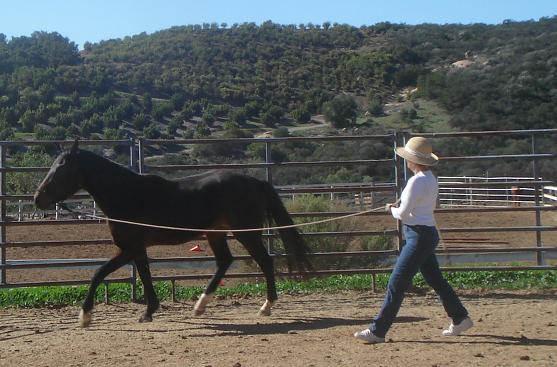 Volunteer Lynda Costa works Chiron in the roundpen