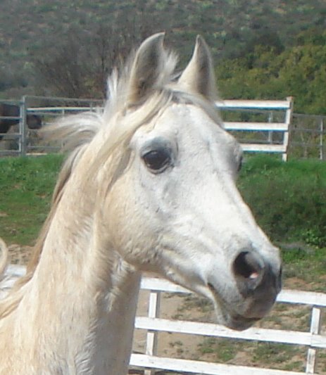 Casper says hey, there's horses over there to play with!