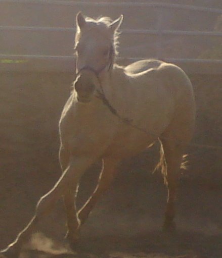 Beautiful Palomino Mare, Saved from Neglect