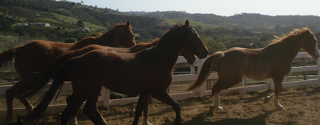 Herd running - Rainbow,Montana,Maui,Shasta