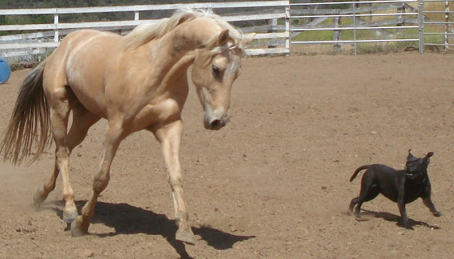 Spirit playing with Gidget