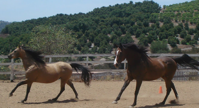 Denny and Tango playing