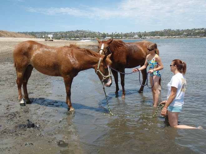 Sparkles the adopted mustang at Fiesta Island