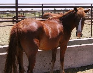 Chincoteague Pony Rescue