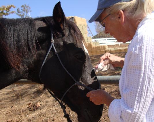 Volunteer Shirley tenderly caring for recent rescue Joaquin