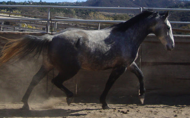 San Tejon Tego Rey, aka Tejon