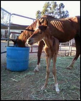 LIttle Seguro and Ayah rescued in the nick of time!