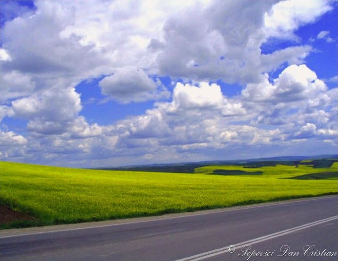 Rapeseed Field