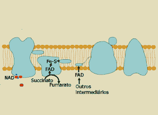 Bioquímica!: Cadeia Transportadora de Elétrons