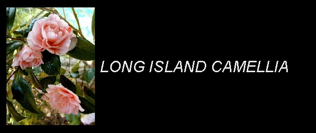 Long Island Camellia