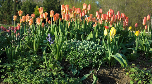 tulips blooming in May in planted bed at Veteran's Park, part of Orillia's waterfront