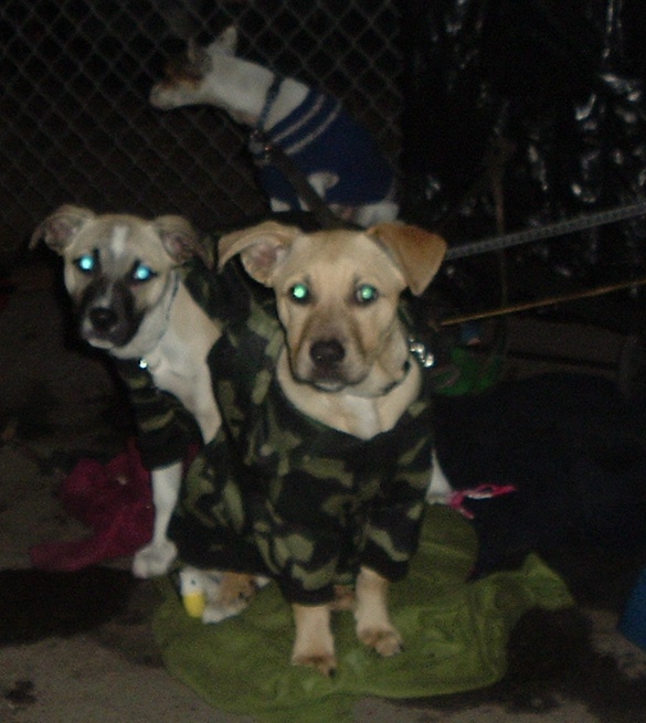 Three WARM Homeless Dogs