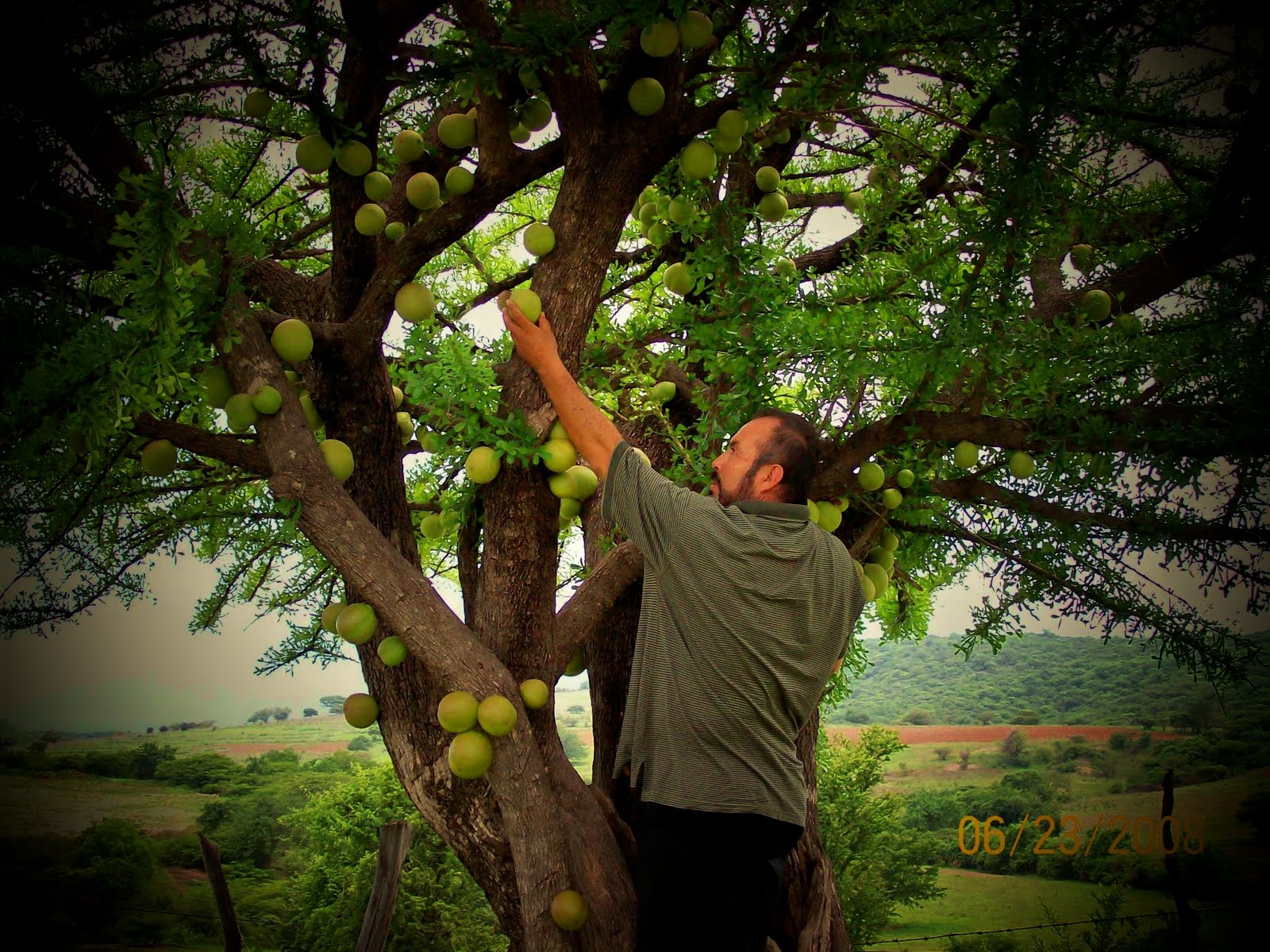 TÓNICO PULMONAR YAHWEH GUAJE CIRIAL O