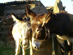 Burriques de Samartinu