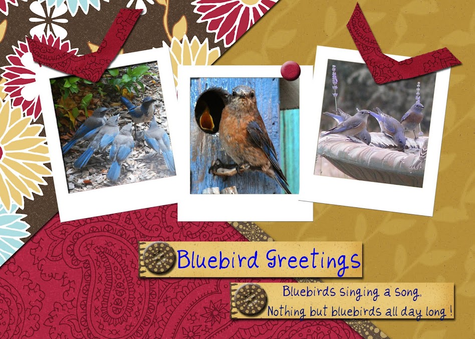 Bluebird Greetings