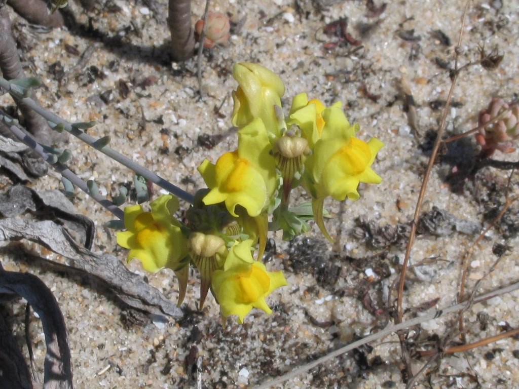 [Linaria+polygalifolia+15.VII.2009+166.jpg]