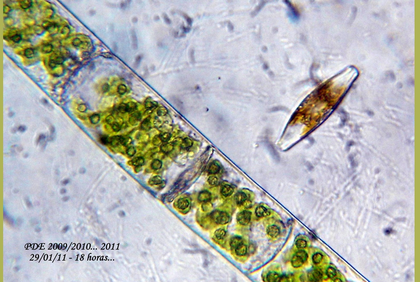 Cultivo de Microalgas em Fotobiorreatores: Novo teste para colheitas de ...