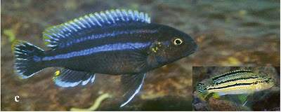 Melanochromis mossambicus